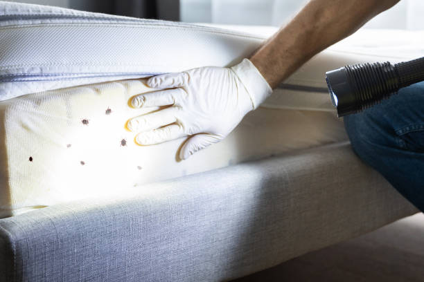 Flea Control Services in Carrizozo, NM