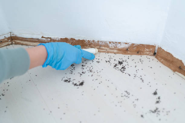 Reliable Carrizozo, NM Pest Control Solutions